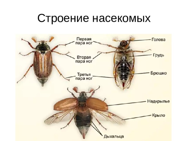 Строение насекомых 