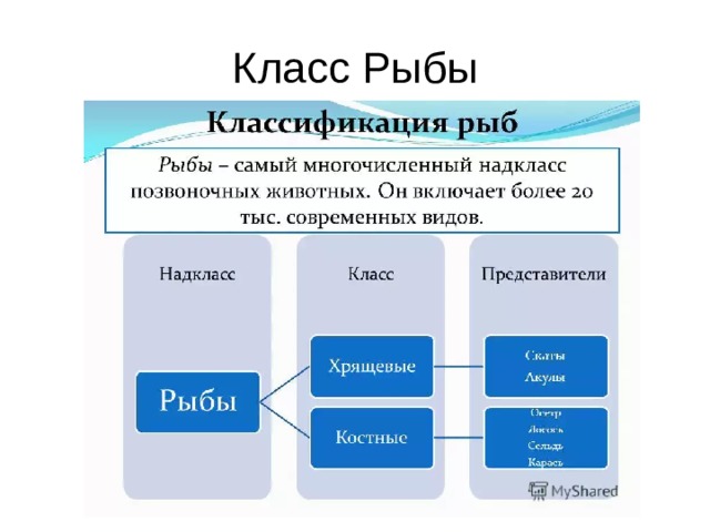 Класс Рыбы 