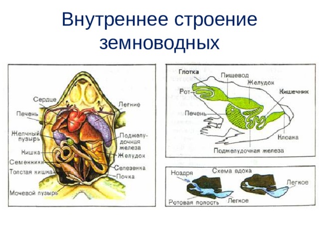 Внутреннее строение земноводных 