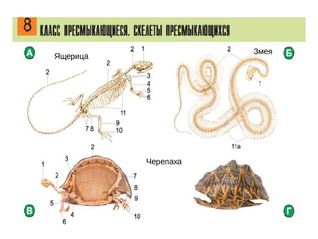 Змея Ящерица Черепаха 