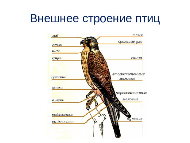 Внешнее строение птиц 