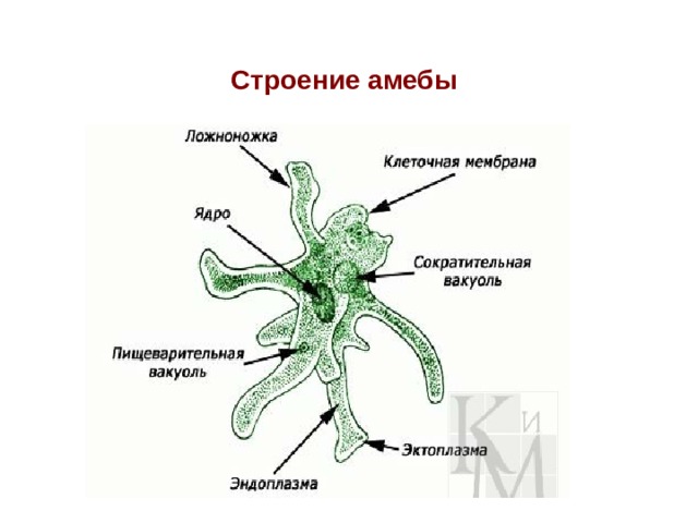 Строение амебы 