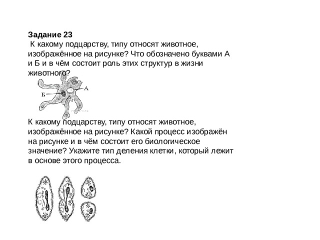 Задание 23  К какому подцарству, типу относят животное, изображённое на рисунке? Что обозначено буквами А и Б и в чём состоит роль этих структур в жизни животного? К какому подцарству, типу относят животное, изображённое на рисунке? Какой процесс изображён на рисунке и в чём состоит его биологическое значение? Укажите тип деления клетки, который лежит в основе этого процесса. 