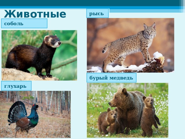 Животные рысь соболь бурый медведь глухарь 