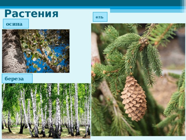 Растения ель осина береза 