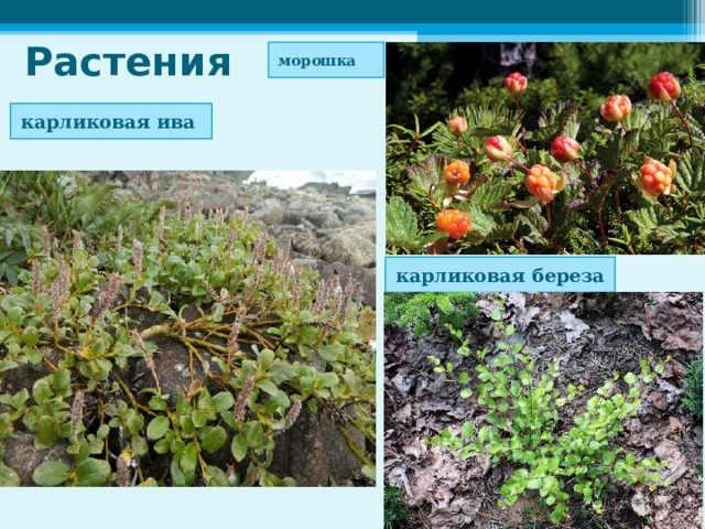 Растения морошка карликовая ива карликовая береза 