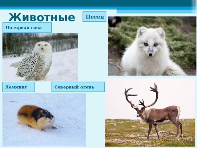 Животные Песец Полярная сова Северный олень Лемминг 