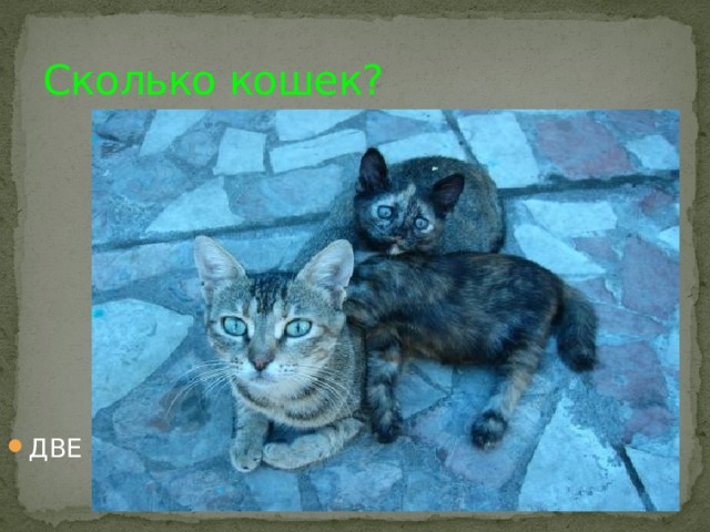 Сколько кошек? ДВЕ 