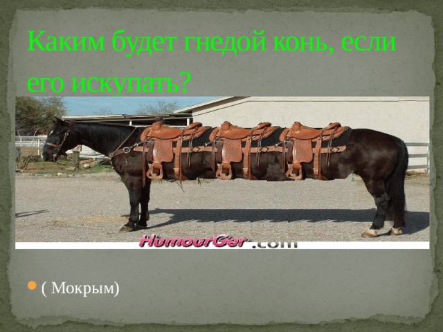 Каким будет гнедой конь, если его искупать?    ( Мокрым) 