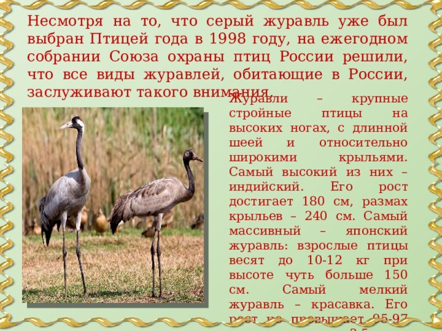 Несмотря на то, что серый журавль уже был выбран Птицей года в 1998 году, на ежегодном собрании Союза охраны птиц России решили, что все виды журавлей, обитающие в России, заслуживают такого внимания. Журавли – крупные стройные птицы на высоких ногах, с длинной шеей и относительно широкими крыльями. Самый высокий из них – индийский. Его рост достигает 180 см, размах крыльев – 240 см. Самый массивный – японский журавль: взрослые птицы весят до 10-12 кг при высоте чуть больше 150 см. Самый мелкий журавль – красавка. Его рост не превышает 95-97 см, а масса тела – 3,5 кг. 