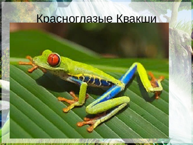 Красноглазые Квакши 