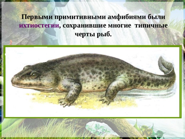 Первыми примитивными амфибиями были ихтиостегии , сохранившие многие типичные черты рыб. 