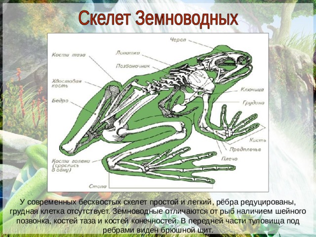 У современных бесхвостых скелет простой и легкий, рёбра редуцированы, грудная клетка отсутствует. Земноводные отличаются от рыб наличием шейного позвонка, костей таза и костей конечностей. В передней части туловища под ребрами виден брюшной щит. 
