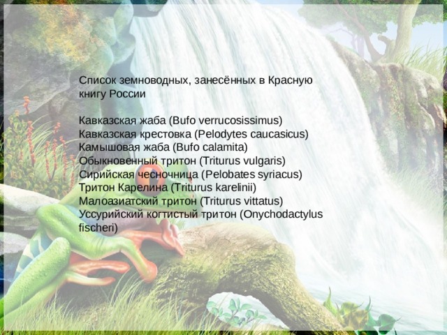 Список земноводных, занесённых в Красную книгу России Кавказская жаба ( Bufo verrucosissimus) Кавказская крестовка ( Pelodytes caucasicus) Камышовая жаба ( Bufo calamita) Обыкновенный тритон ( Triturus vulgaris) Сирийская чесночница ( Pelobates syriacus) Тритон Карелина ( Triturus karelinii) Малоазиатский тритон ( Triturus vittatus) Уссурийский когтистый тритон ( Onychodactylus fischeri) 