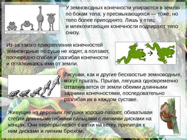 У земноводных конечности упираются в землю по бокам тела; у пресмыкающихся — тоже, но тело более приподнято. Лишь у птиц и млекопитающих конечности подпирают тело снизу. Из-за такого прикрепления конечностей земноводные по суше не ходят, а ползают, поочередно сгибая и разгибая конечности и отталкиваясь ими от земли.  Лягушки, как и другие бесхвостые земноводные, могут прыгать. Прыгая, лягушка одновременно отталкивается от земли обеими длинными задними конечностями, последовательно разгибая их в каждом суставе. Пятнистая веслоногая лягушка лазает по стеблям. Веслоногие лягушки при прыжке могут планировать в воздухе на растопыренных между пальцами перепонках, пролетая до 10 –15 м. Живущие на деревьях лягушки хорошо лазают, обхватывая стебли длинными гибкими пальцами с липкими дисками на концах. Они перепрыгивают с ветки на ветку, прилипая к ним дисками и липким брюхом.  