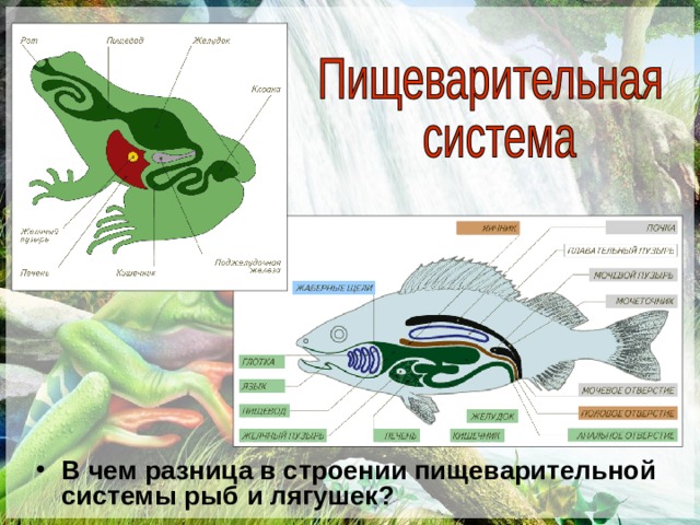 В чем разница в строении пищеварительной системы рыб и лягушек? 