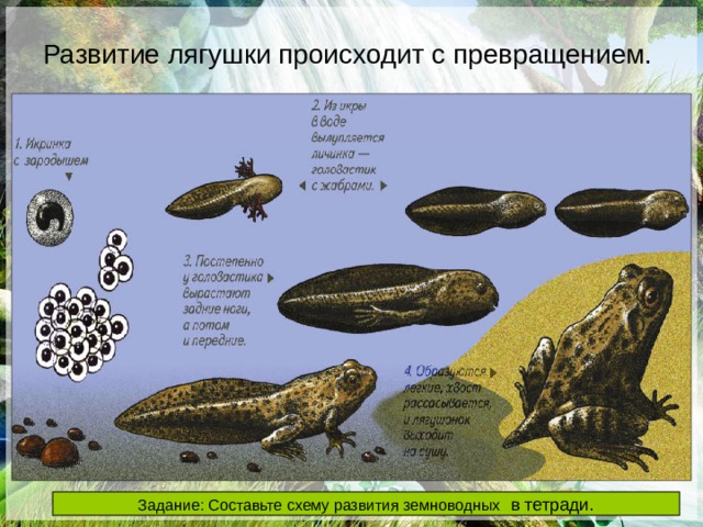 Развитие лягушки происходит с превращением.  РАЗВИТИЕ Развитие лягушки происходит с превращением.   Задание: Составьте схему развития земноводных в тетради. 