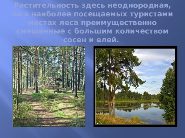 Растительность здесь неоднородная, но в наиболее посещаемых туристами местах леса преимущественно смешанные с большим количеством сосен и елей. 
