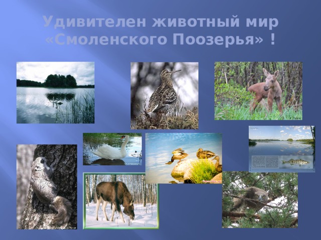 Удивителен животный мир «Смоленского Поозерья» ! 