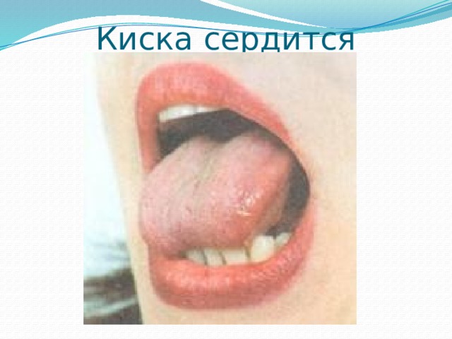 Киска сердится 