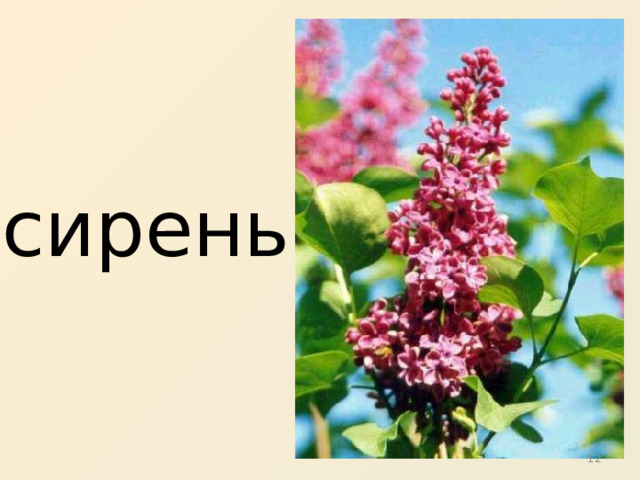 сирень 9 Сирень. 