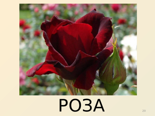 РОЗА 9 