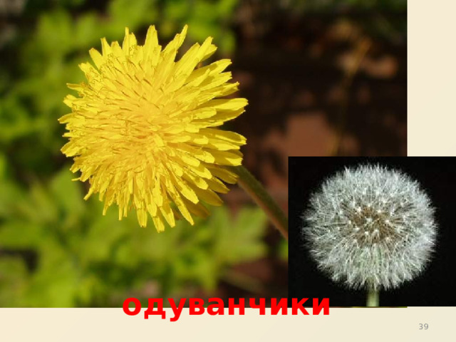  одуванчики 31 31 