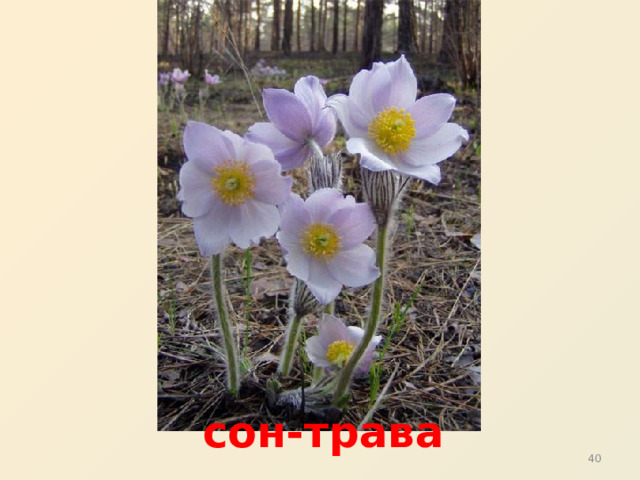  сон-трава 31 31 