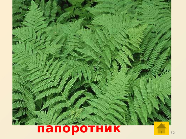  папоротник 31 31 