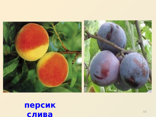 персик слива 31 