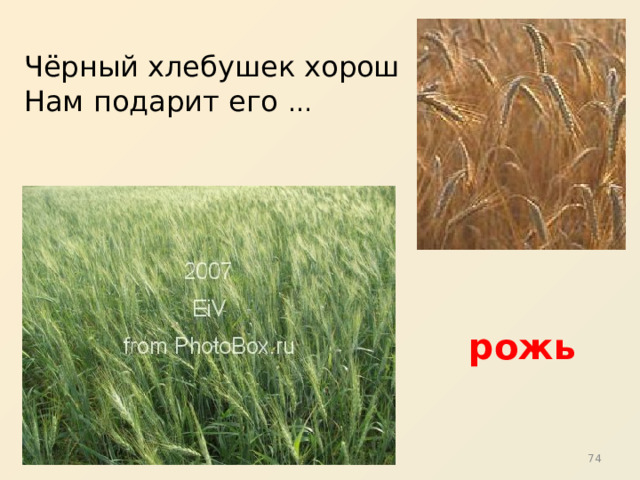 Чёрный хлебушек хорош Нам подарит его … рожь 31 