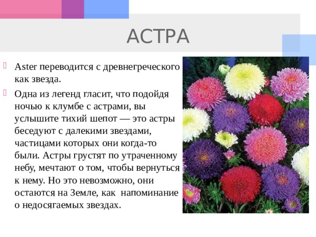 АСТРА Aster переводится с древнегреческого как звезда. Одна из легенд гласит, что подойдя ночью к клумбе с астрами, вы услышите тихий шепот — это астры беседуют с далекими звездами, частицами которых они когда-то были. Астры грустят по утраченному небу, мечтают о том, чтобы вернуться к нему. Но это невозможно, они остаются на Земле, как напоминание о недосягаемых звездах. 