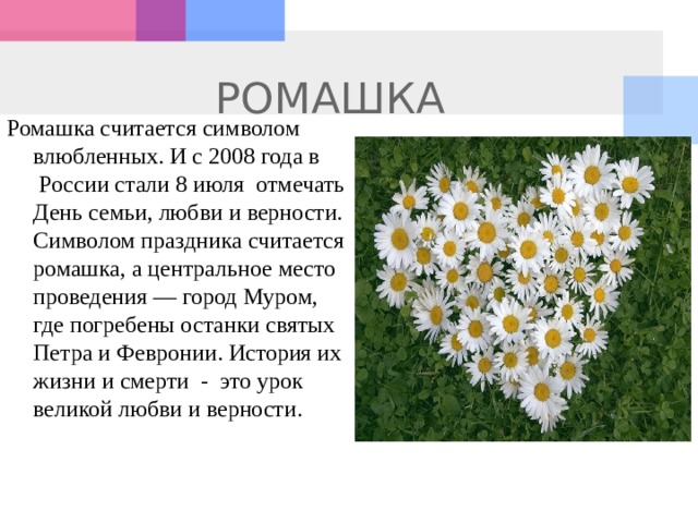 РОМАШКА Ромашка считается символом влюбленных. И с 2008 года в  России стали 8 июля  отмечать День семьи, любви и верности. Символом праздника считается ромашка, а центральное место проведения — город Муром, где погребены останки святых Петра и Февронии. История их жизни и смерти  -  это урок великой любви и верности.   