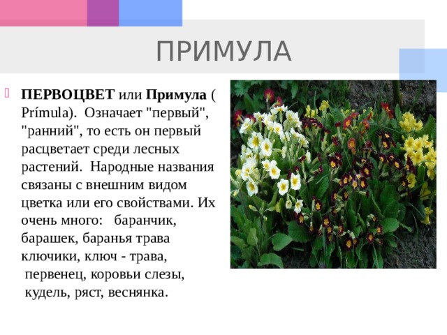 ПРИМУЛА ПЕРВОЦВЕТ  или  Примула  (Prímula).  Означает 