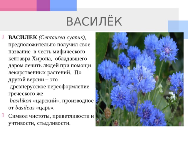 ВАСИЛЁК ВАСИЛЕК  (Centaurea cyanus) , предположительно получил свое название  в честь мифического кентавра Хирона,  обладавшего даром лечить людей при помощи лекарственных растений.  По другой версии – это  древнерусское переоформление греческого же   basilikon  «царский», производное от  basileus  «царь».   Символ чистоты, приветливости и учтивости, стыдливости.   