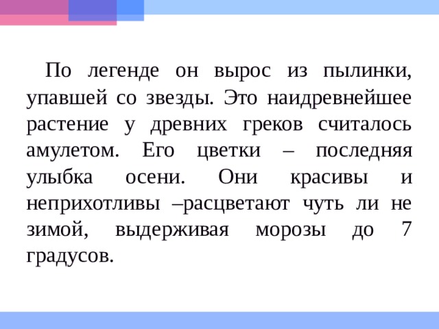 По легенде он вырос из пылинки, упавшей со звезды. Это наидревнейшее растение у древних греков считалось амулетом. Его цветки – последняя улыбка осени. Они красивы и неприхотливы –расцветают чуть ли не зимой, выдерживая морозы до 7 градусов. 