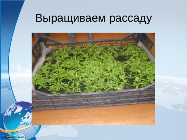 Выращиваем рассаду 