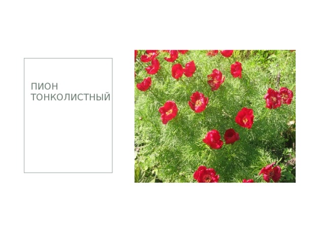 Пион тонколистный 
