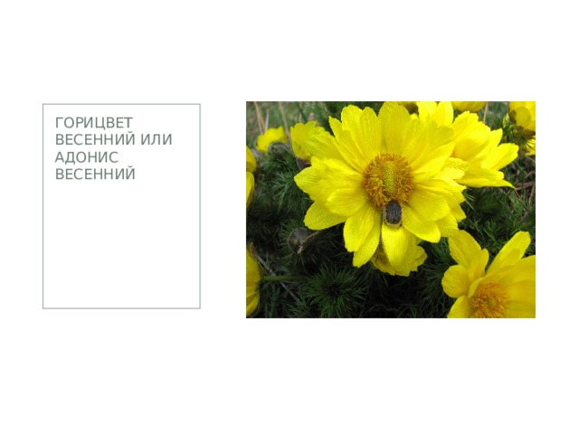 Горицвет весенний или Адонис весенний 