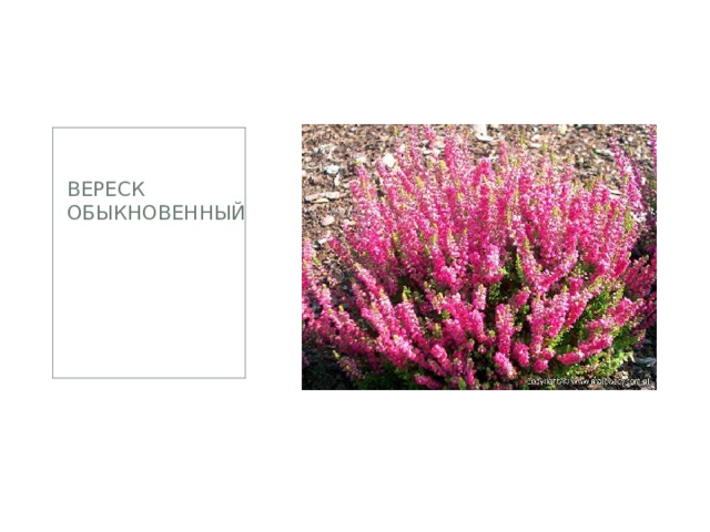 Вереск обыкновенный 
