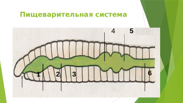 Пищеварительная система 4  5  6  1  2  3  