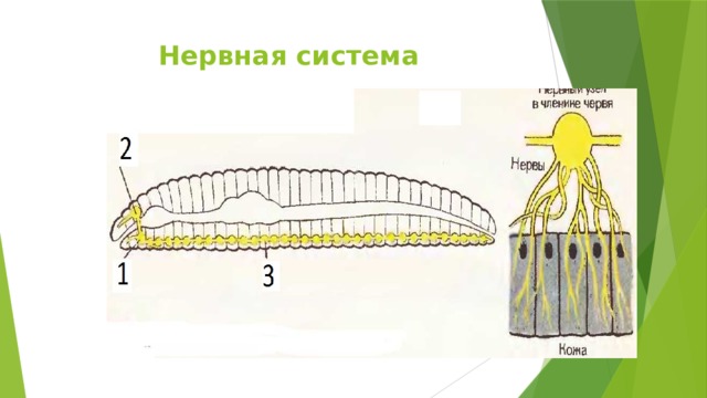Нервная система 