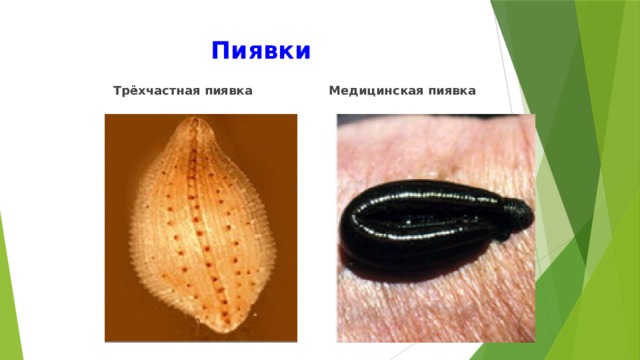 Пиявки   Трёхчастная пиявка  Медицинская пиявка  