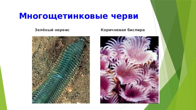 Многощетинковые черви    Зелёный нереис  Коричневая биспира 