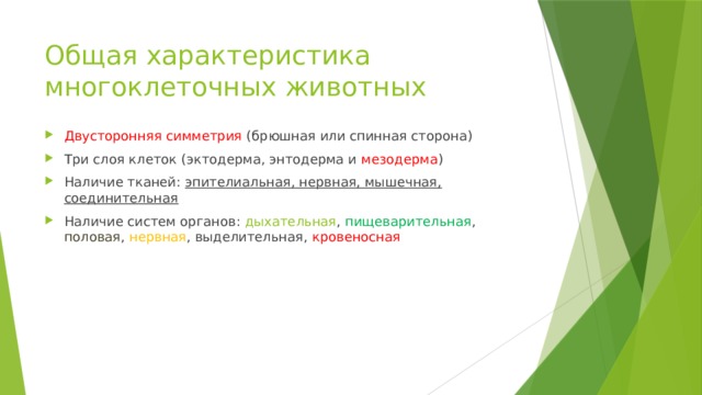 Общая характеристика многоклеточных животных Двусторонняя симметрия (брюшная или спинная сторона) Три слоя клеток (эктодерма, энтодерма и мезодерма ) Наличие тканей: эпителиальная, нервная, мышечная, соединительная Наличие систем органов: дыхательная , пищеварительная , половая , нервная , выделительная, кровеносная 