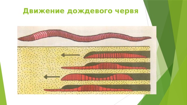 Движение дождевого червя 