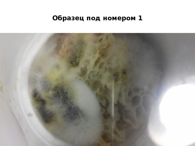 Образец под номером 1 