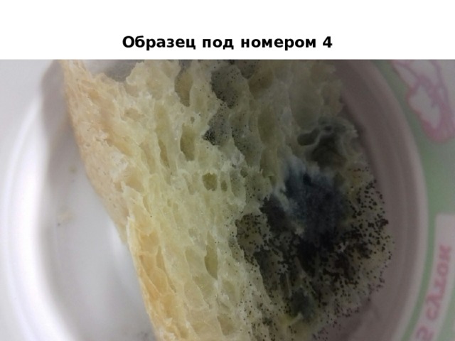Образец под номером 4 