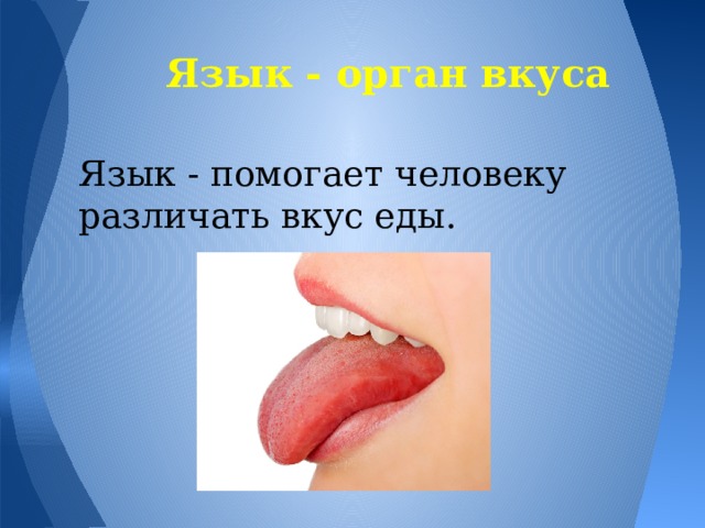  Язык - орган вкуса Язык - помогает человеку различать вкус еды. 