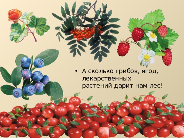 А сколько грибов, ягод, лекарственных растений дарит нам лес! 